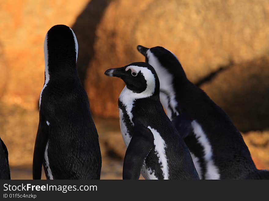 Penguins watching each others backs. Penguins watching each others backs