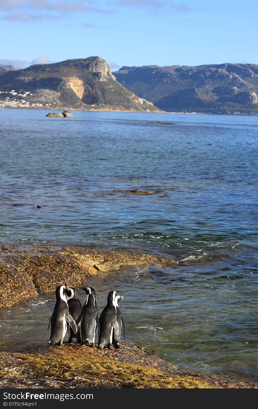 Penguins getting ready to go fishing. Penguins getting ready to go fishing