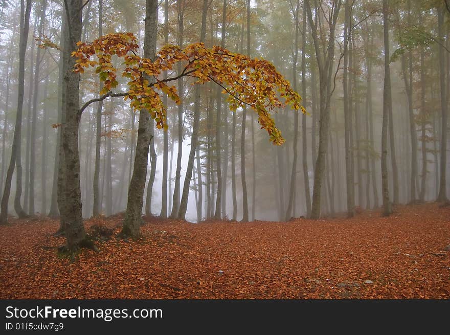 Fog in the Italian mountains. Fog in the Italian mountains