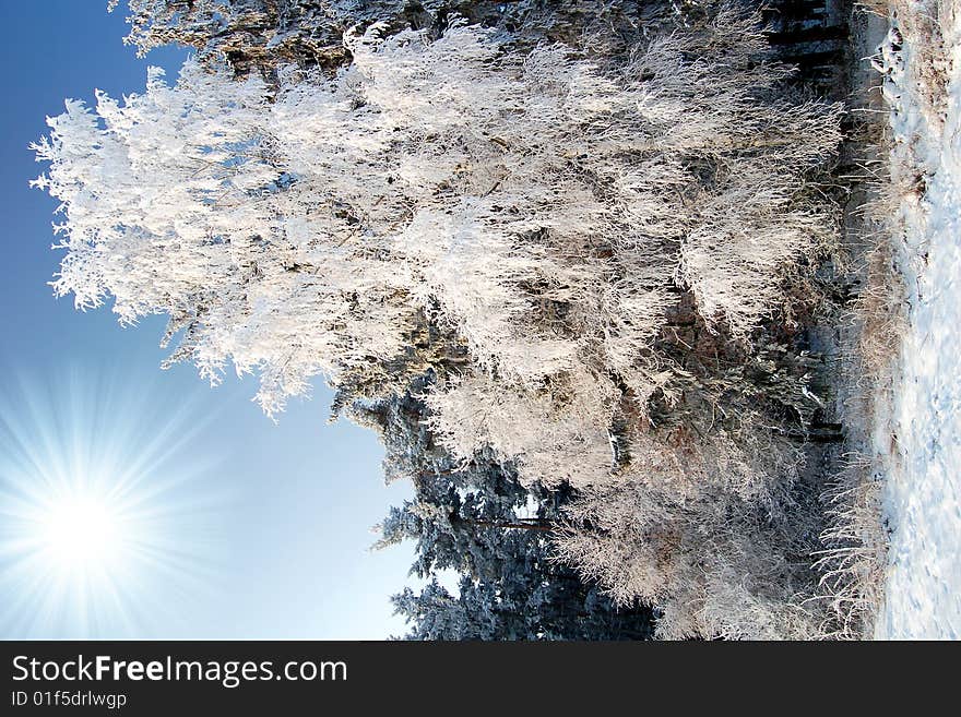 The rime-leaved trees in the Czech Republic. The rime-leaved trees in the Czech Republic