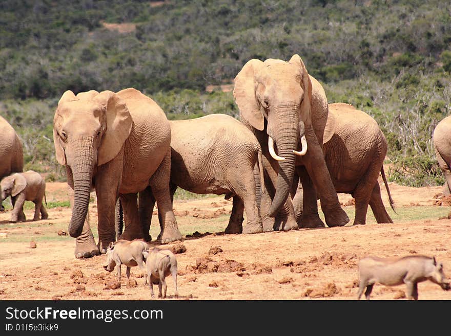 A few elephants with a few warthogs around a dried up waterhole. A few elephants with a few warthogs around a dried up waterhole