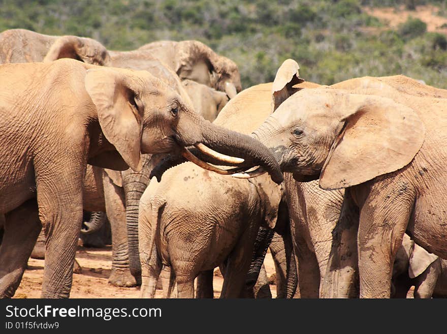 Two bull elephants being social with their trunks while the rest of the herd drinks from a waterhole. Two bull elephants being social with their trunks while the rest of the herd drinks from a waterhole