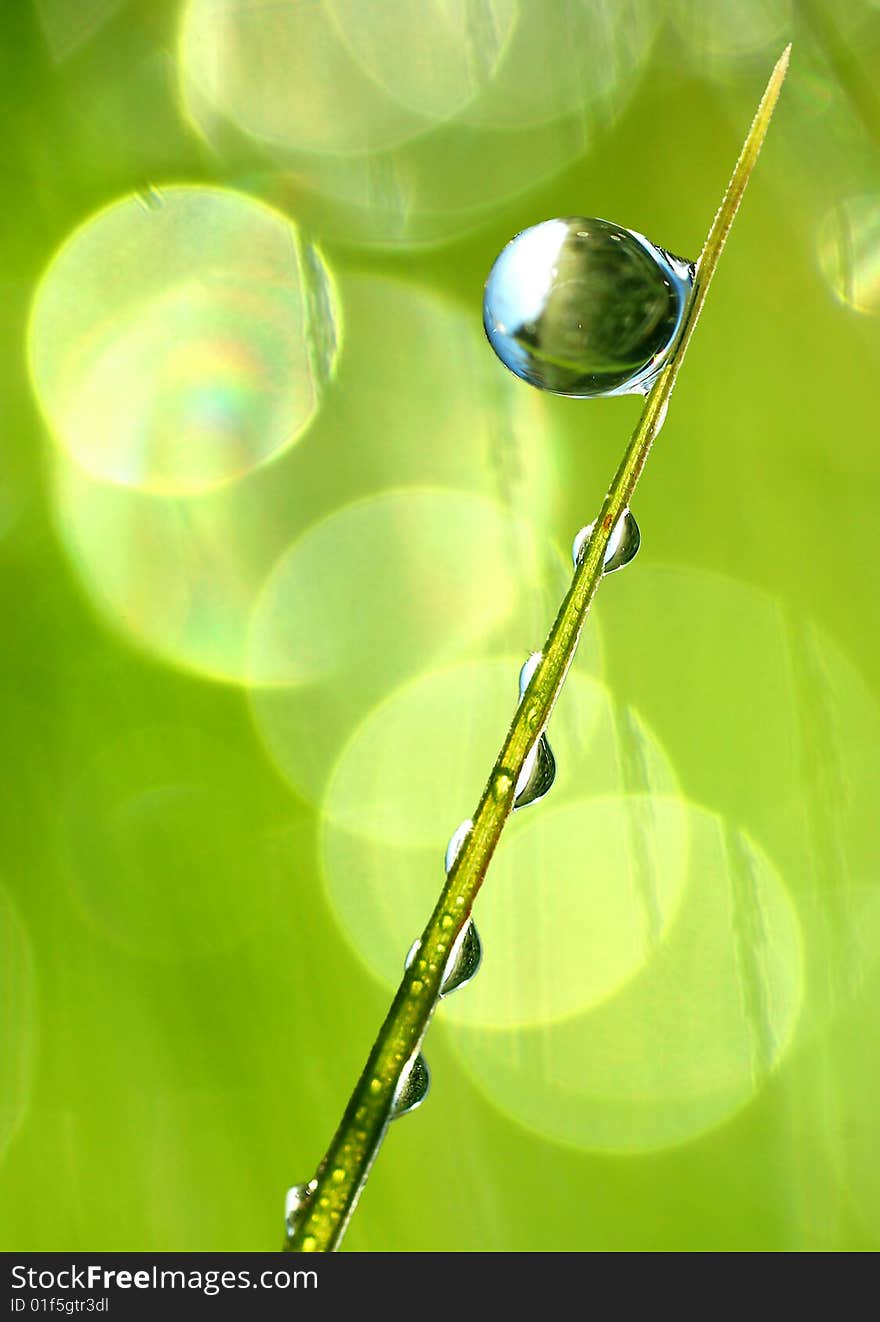 Fresh grass with dew drops close up