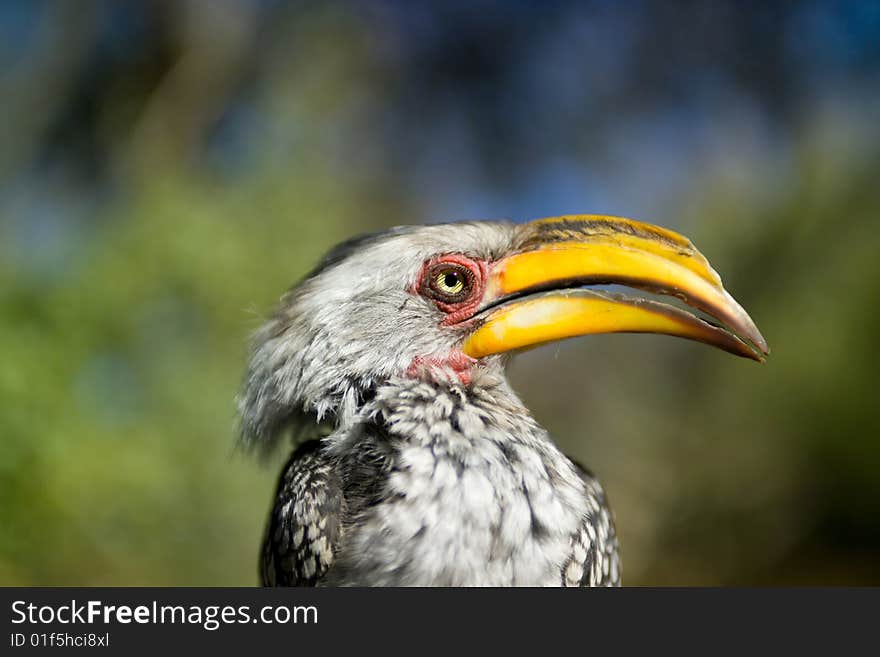 Southern yellow-billed hornbills