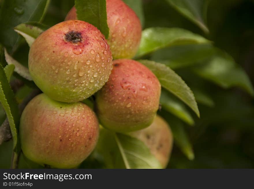 Ripe apples on a tree. Ripe apples on a tree