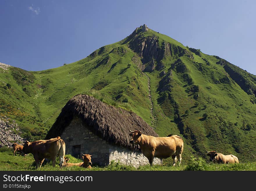 Cows in grass