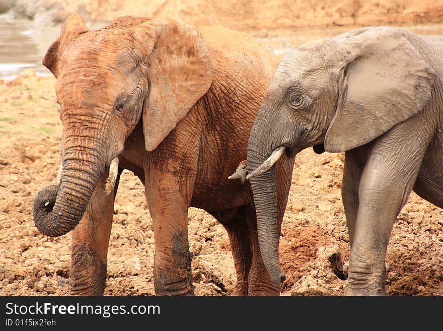 Two elephants different in colour, the one very muddy and brown and the other its in normal appearance. Two elephants different in colour, the one very muddy and brown and the other its in normal appearance