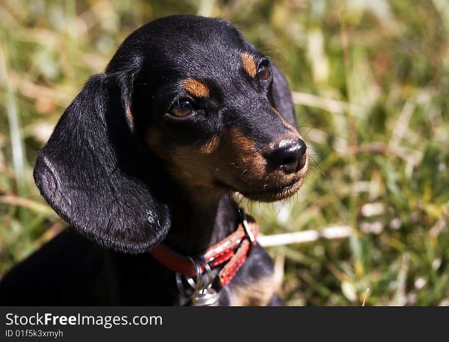 Dachshund puppy