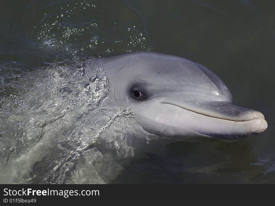 Dolphin