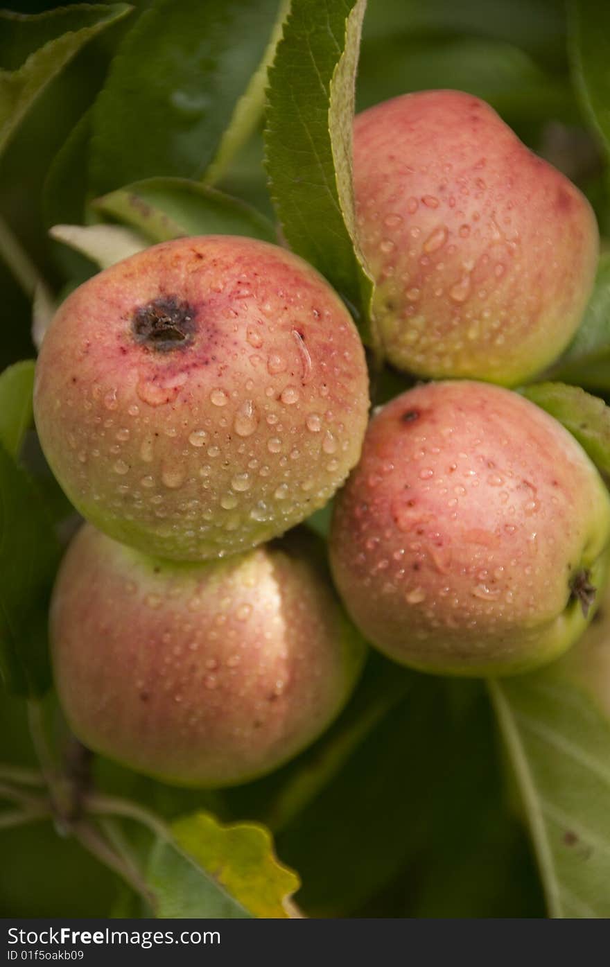 Ripe apples on a tree. Ripe apples on a tree