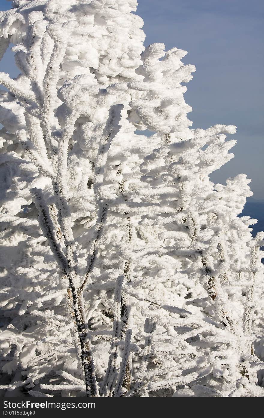 Tree covered in snow