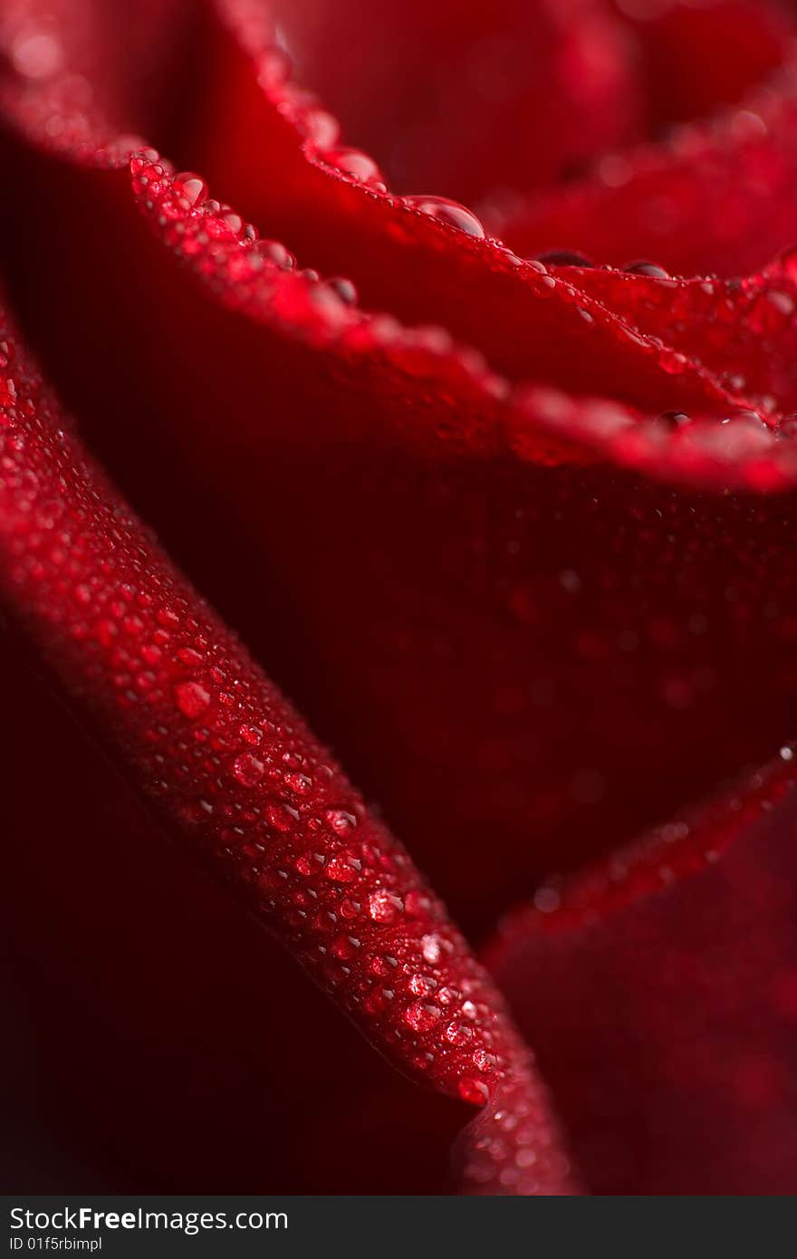 Beatiful red rose with water droplets (shallow DOF)