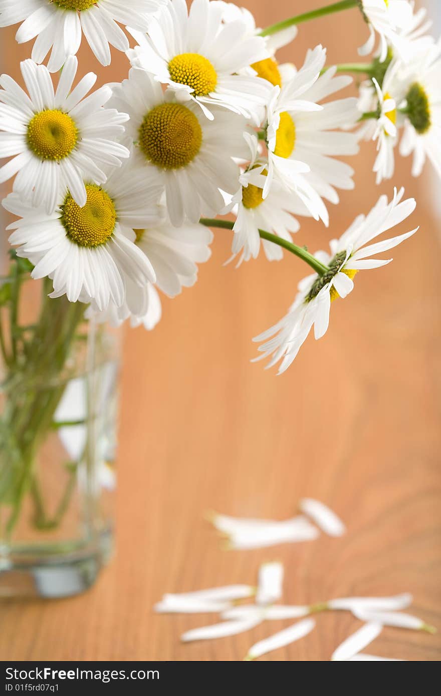 Bouquet of beautiful camomiles