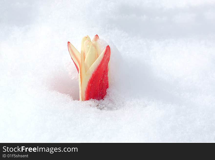 Tulip peeps from the snow, spring is coming. Tulip peeps from the snow, spring is coming