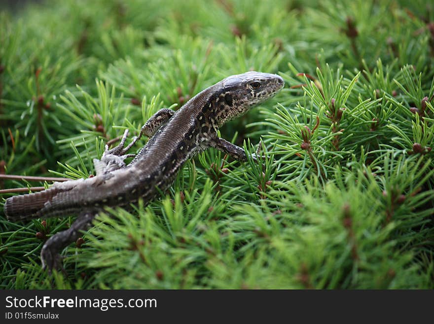 Lizard on the bush