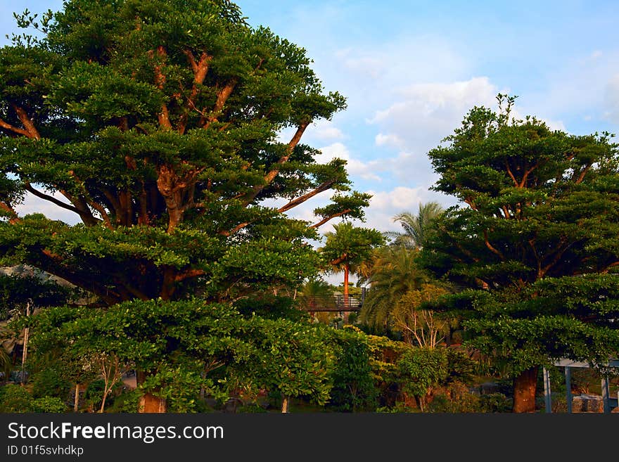 The old tree in the Garden