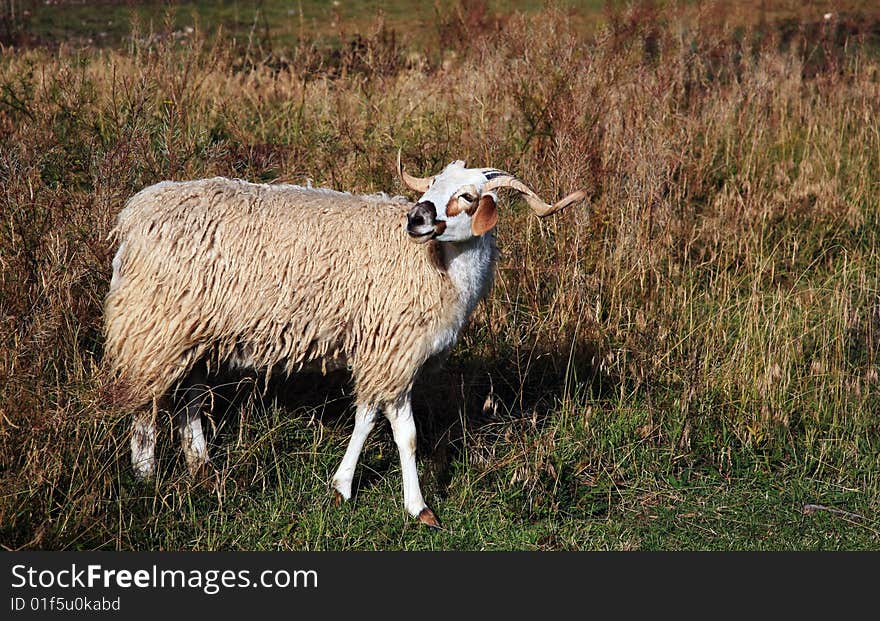 A goat on the meadow