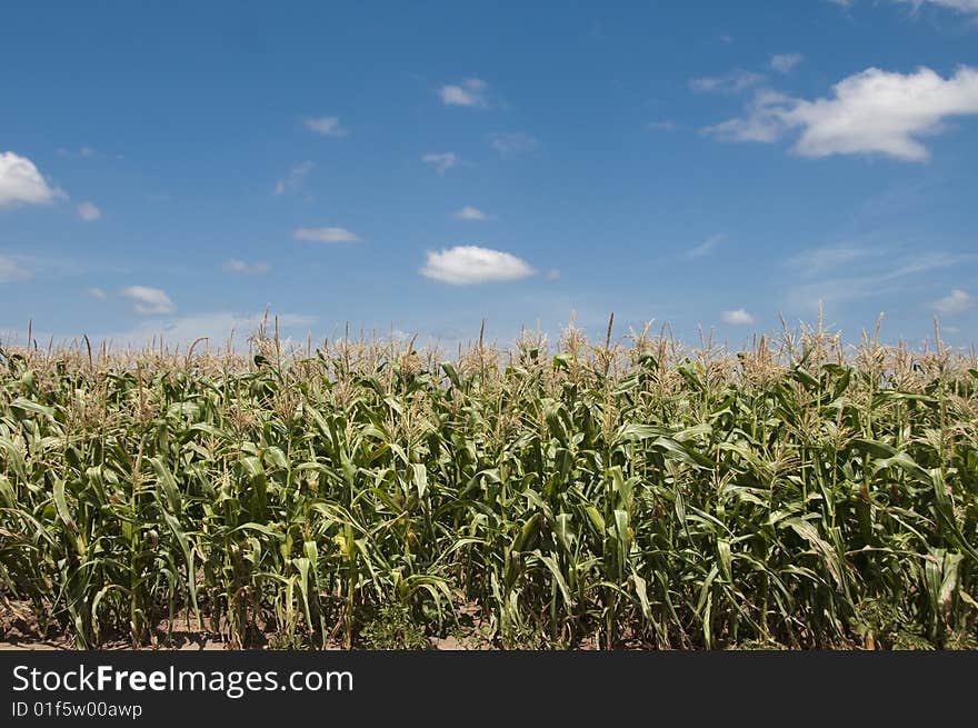 The Cornfield Series