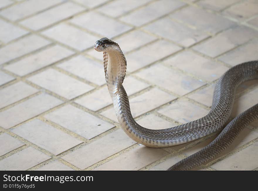 A cobra in striking position at the snake farm in Bangkok, Thailand where the venom is collected to make anti-venom to treat snakebites in Thailand and throughout Asia