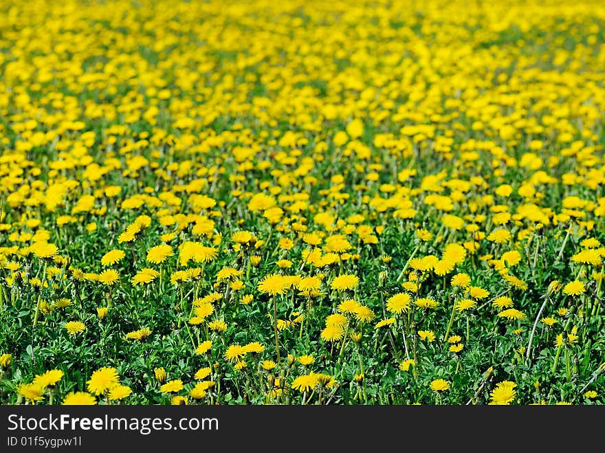 Yellow dandelions on a green field in the beginning of summer. Yellow dandelions on a green field in the beginning of summer