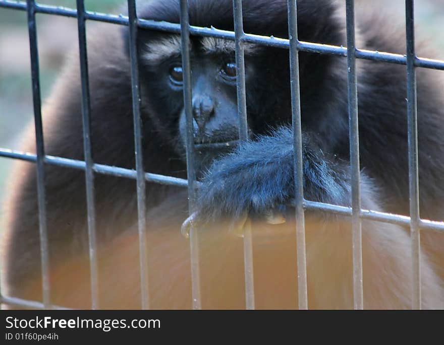 white-browed gibbon