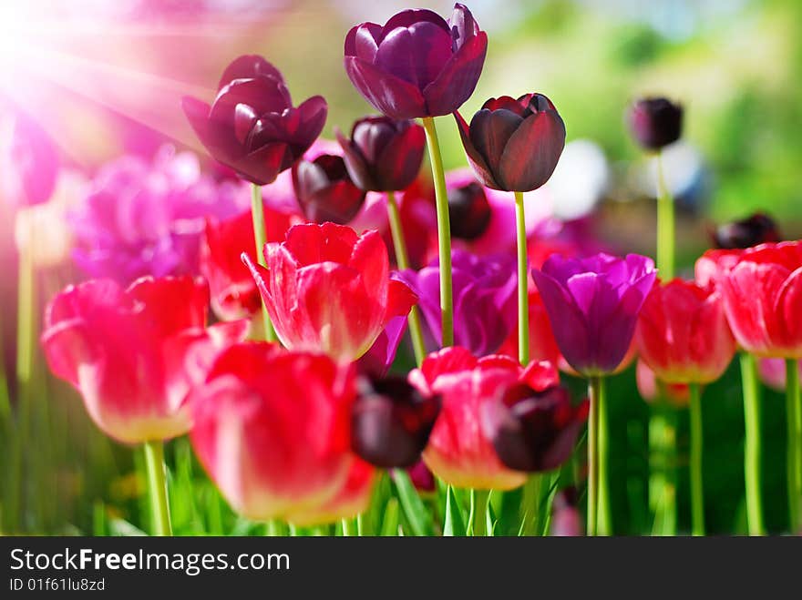 Beautiful Tulips