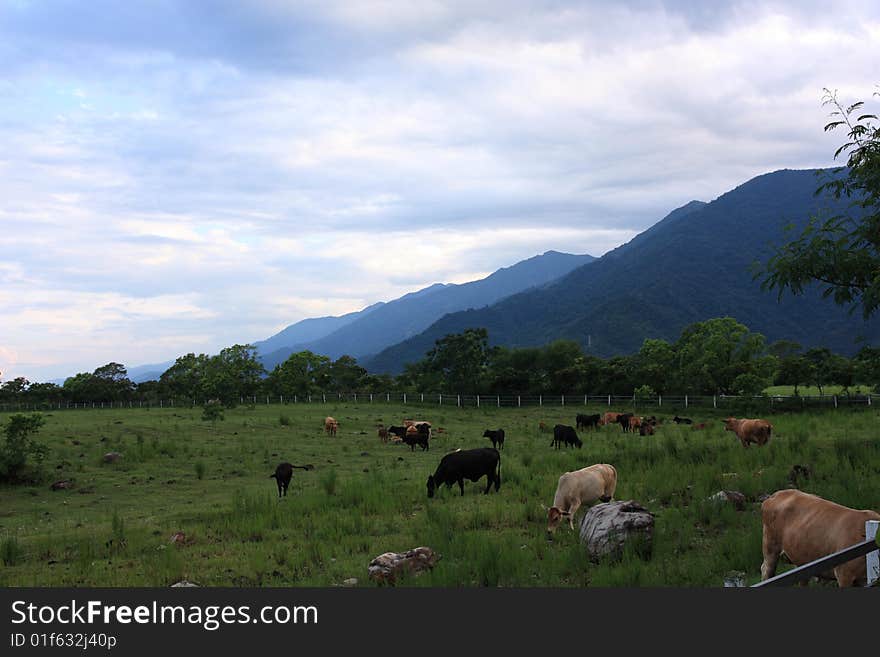 The farm lies in the mountains and there are a lot of cows in the farm