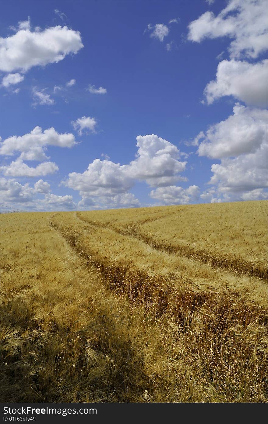 Barley field in summer near Toulouse, south of France