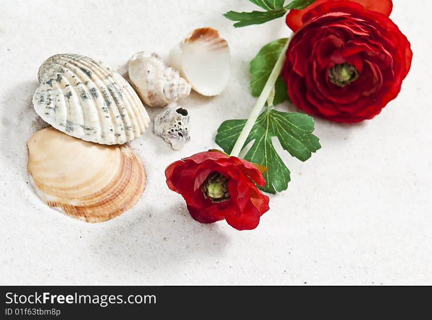 Sea shells and rose on white sand with soft shadows