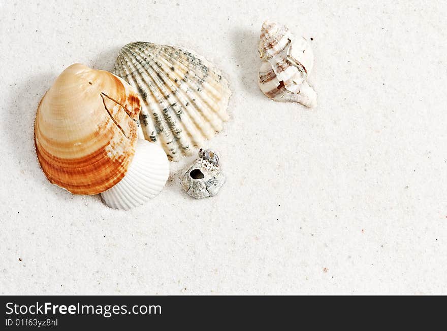 Sea shells on white sand wtih soft shadows