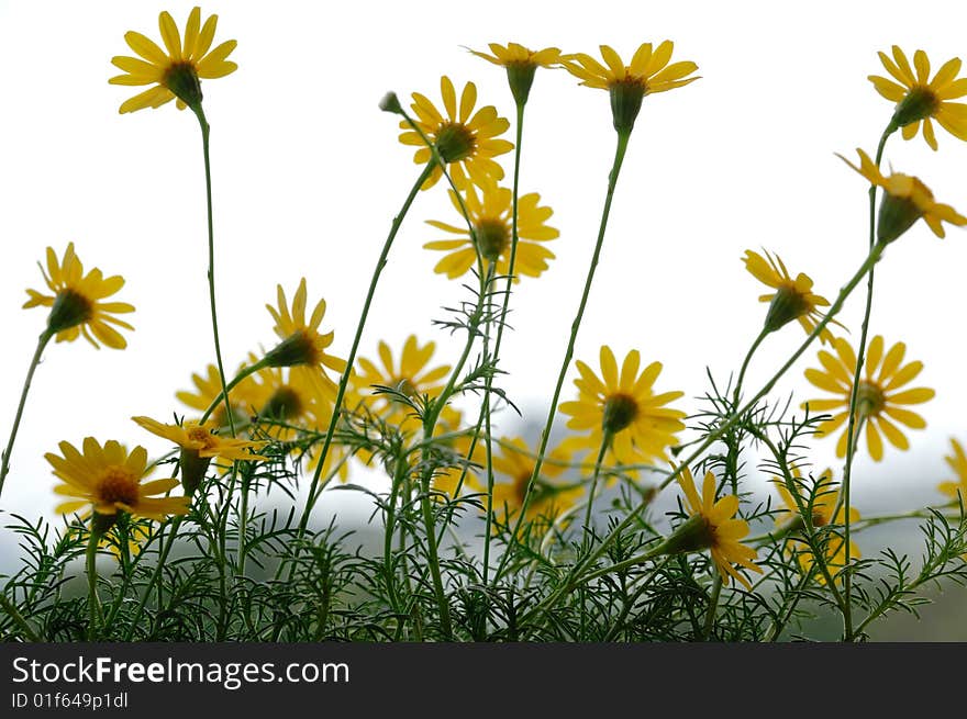 Daisy Flower with white bracground