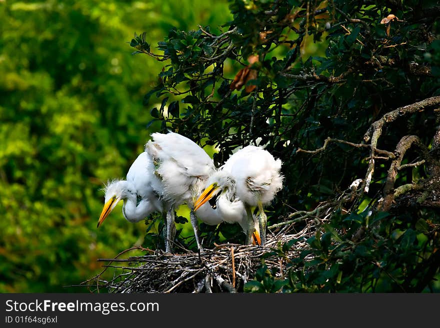 Great White Egret Chicks