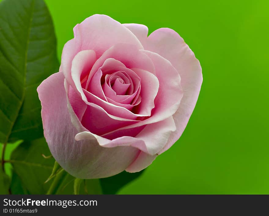 Pink rose on a green background