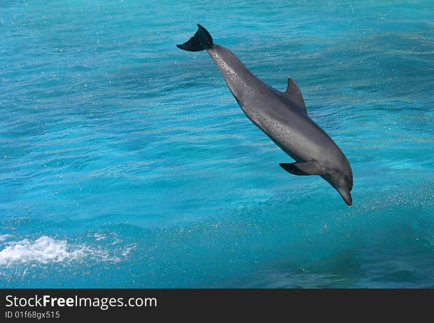 Bottlenose dolphin jumping in clear blue water. Bottlenose dolphin jumping in clear blue water