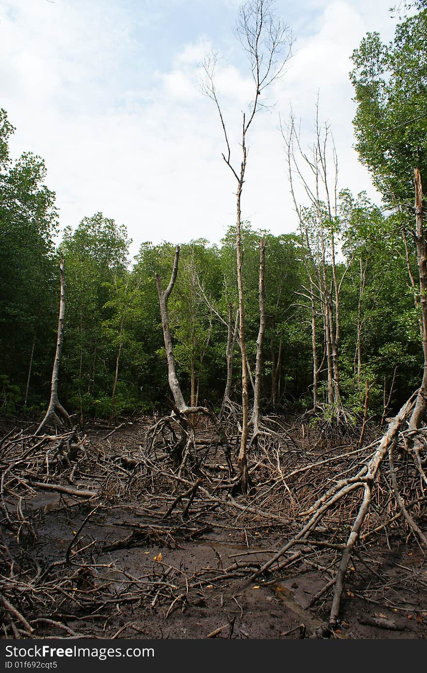 Wetland Mangroves