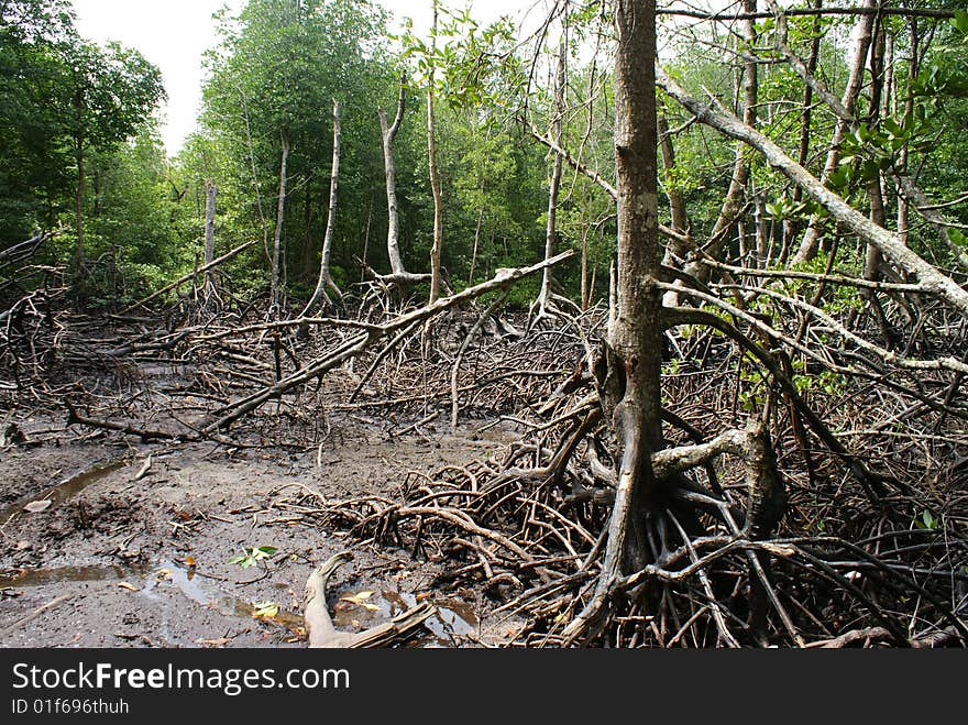 Wetland Mangroves