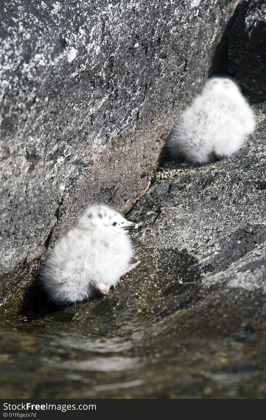 A cute pair of seagull chicks. A cute pair of seagull chicks.