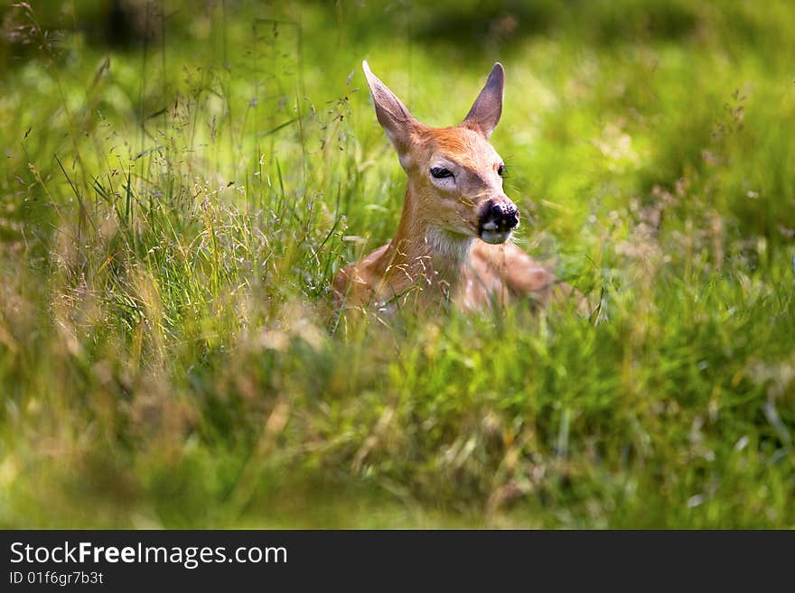 A young white tailed deer resting in tall grass. A young white tailed deer resting in tall grass.