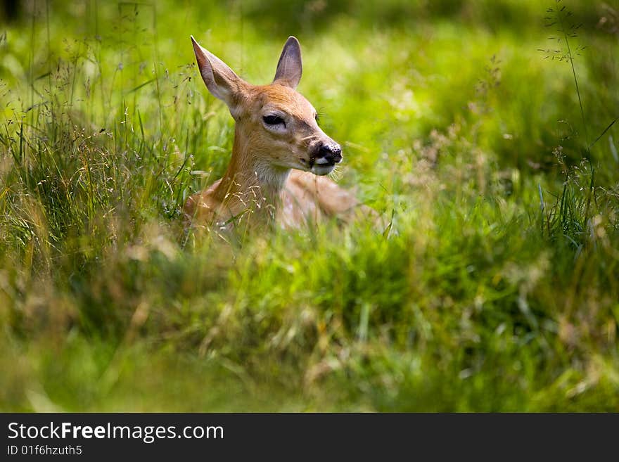 Fawn Resting 5