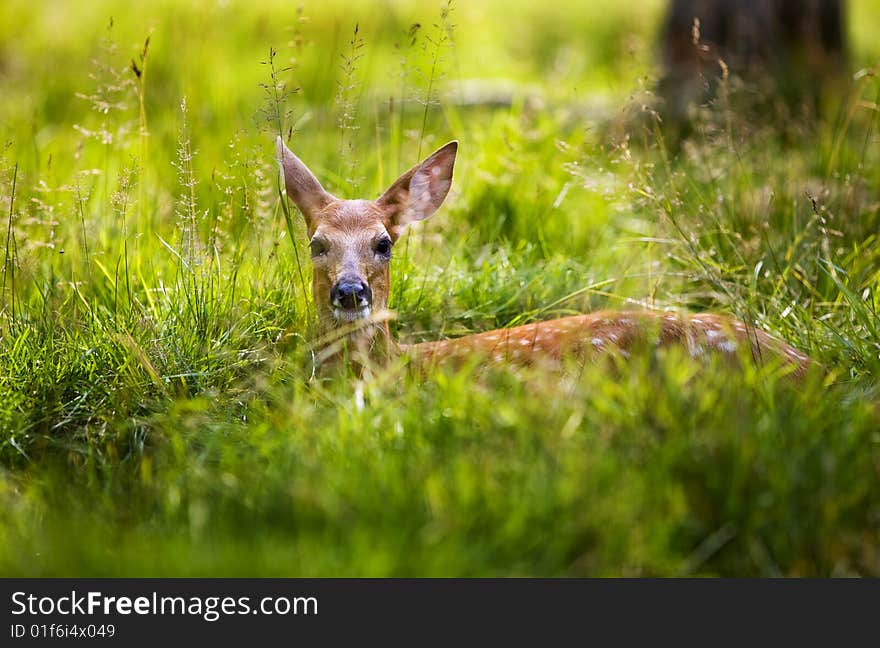 Fawn Resting 2