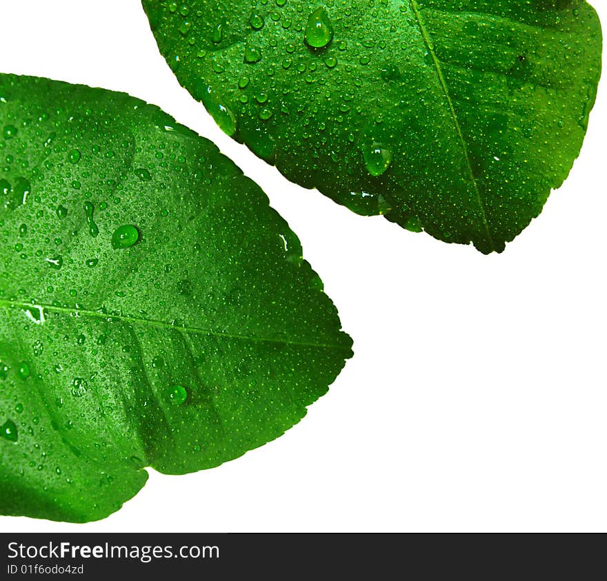 Phot with tne green leaf and water drops. Phot with tne green leaf and water drops