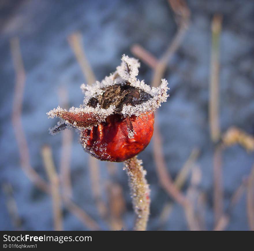 A red hip covered with hoarfrost. A red hip covered with hoarfrost