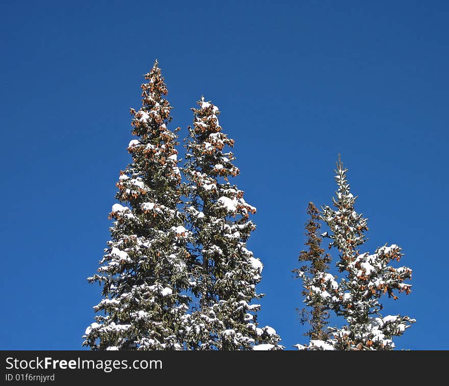 Snow on tops of evergreen trees, blue sky. Snow on tops of evergreen trees, blue sky