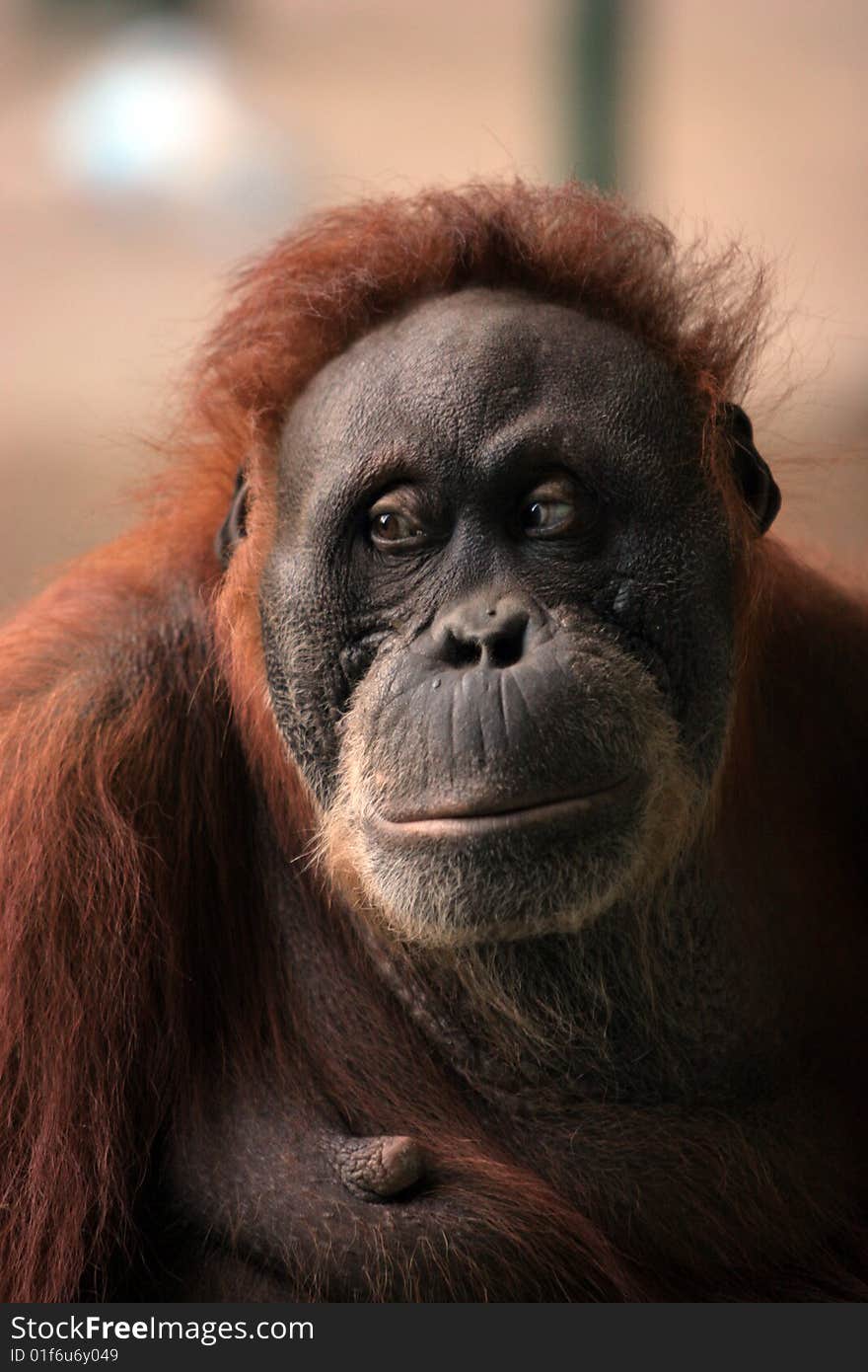 Large brown hairy orangutan