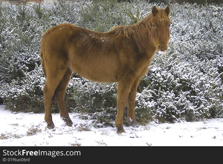 Snow horse