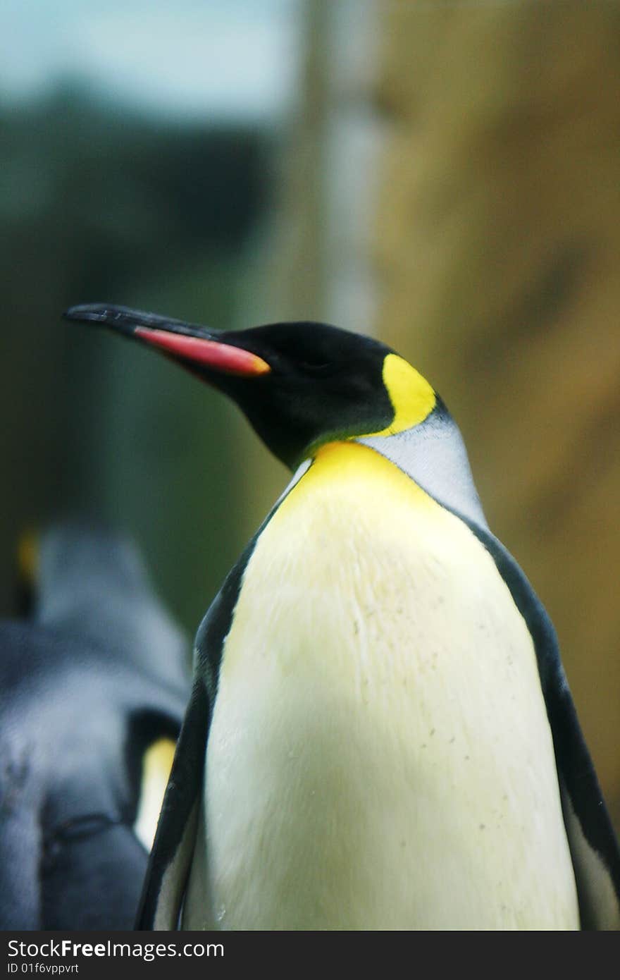 King Penguin, the second largest penguin in the world. King Penguin, the second largest penguin in the world