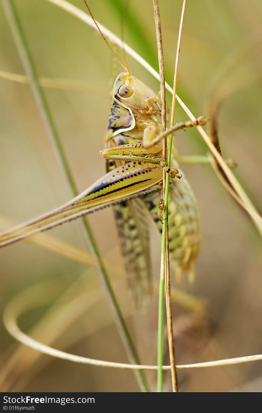 Grasshopper