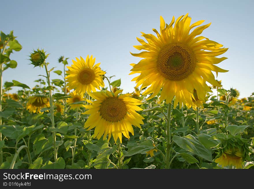 Sunflower Field