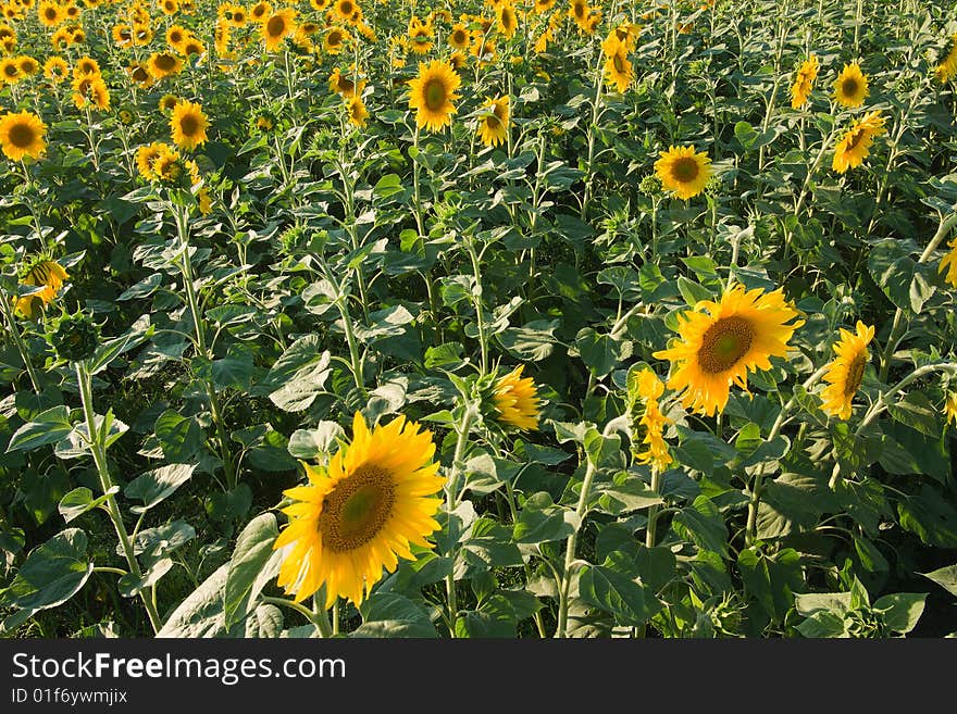 Green sunflower field in perspective