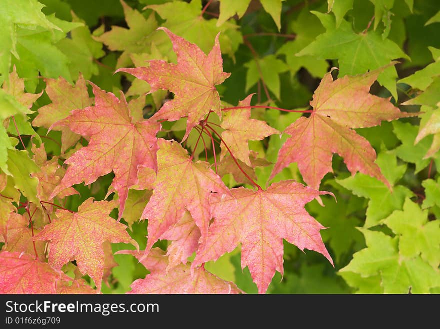 Autumn, maple leaves with rain drops